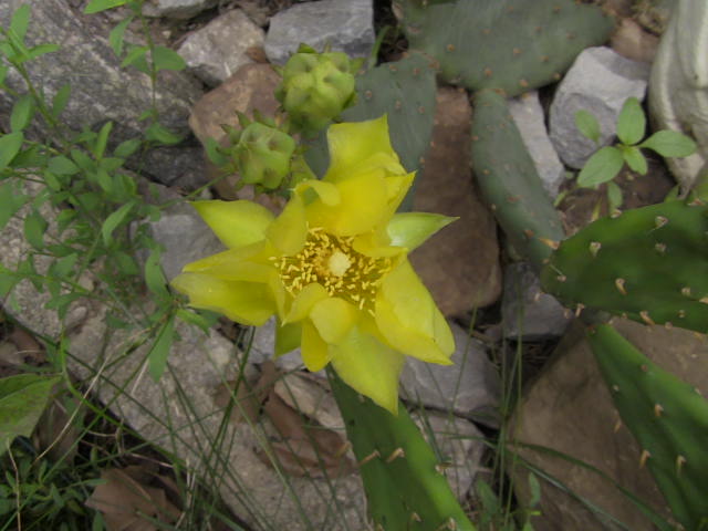 opuntia humifusa fragilis cactus