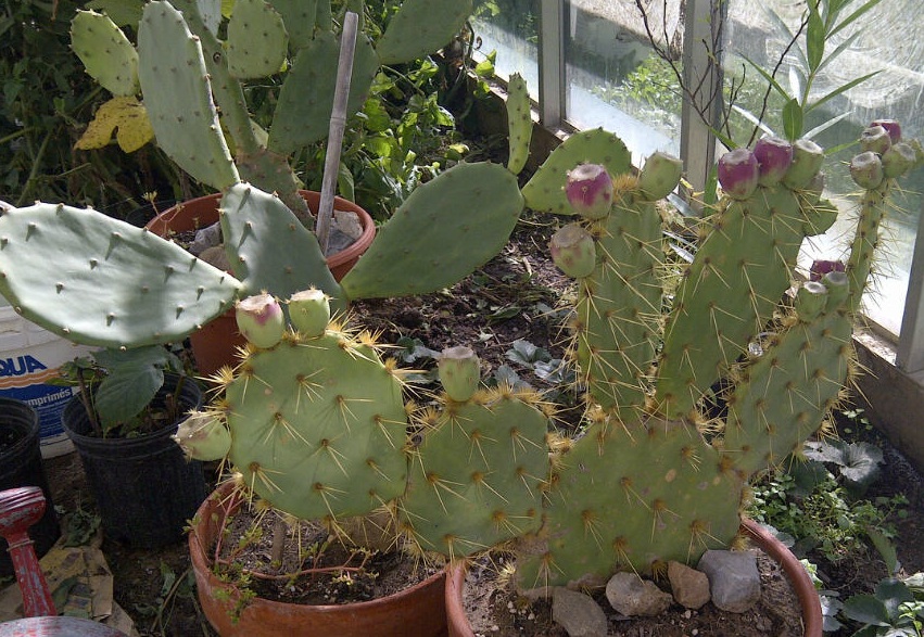 Opuntia phaeacantha cactus