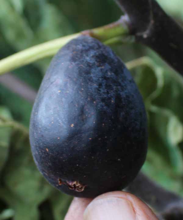 nero nobile fig