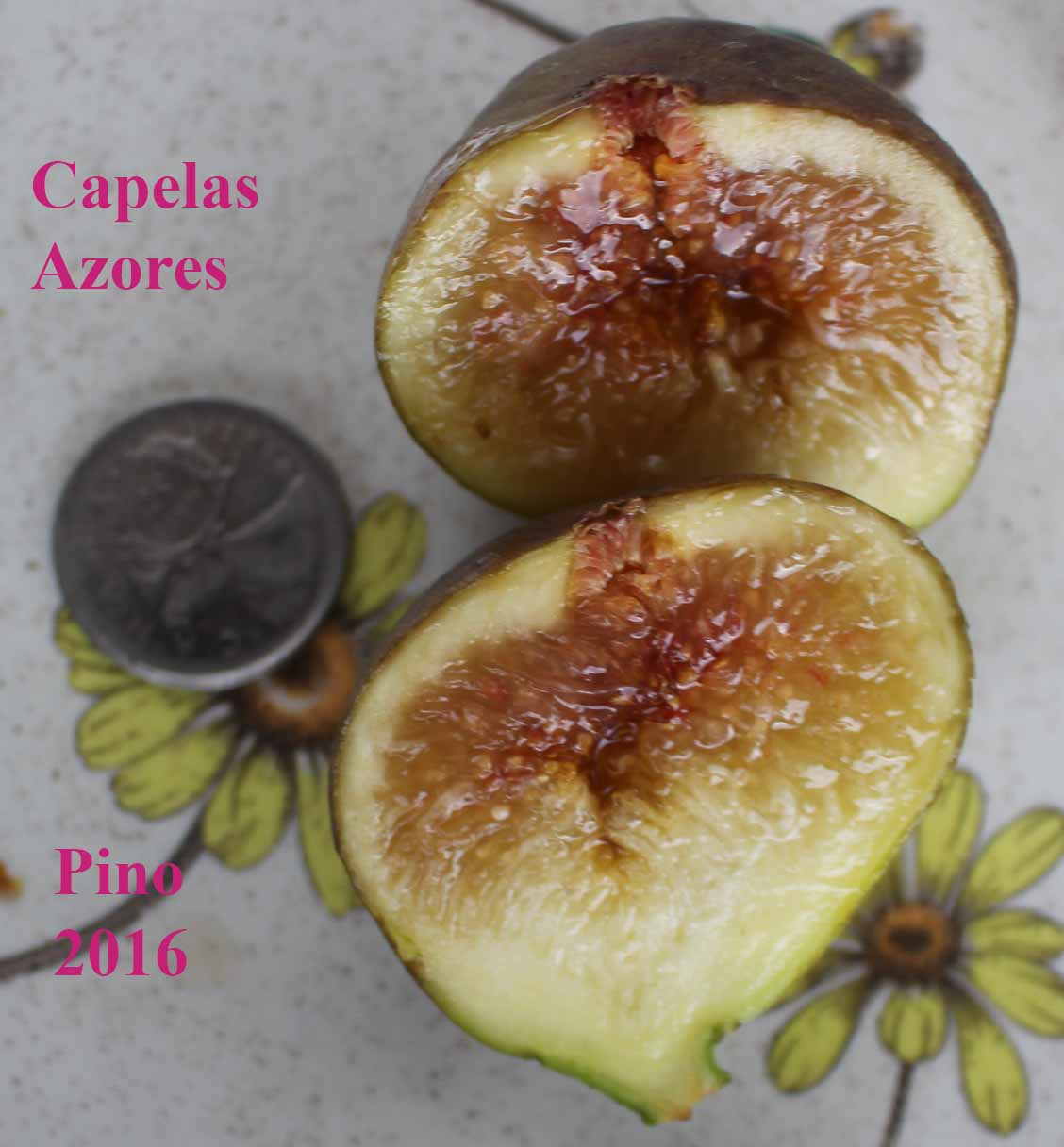 capellas fig