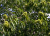 chinese chestnut tree