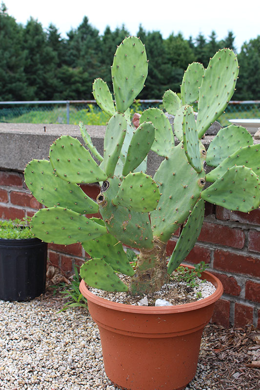 fichi d'india opuntia ficus indica